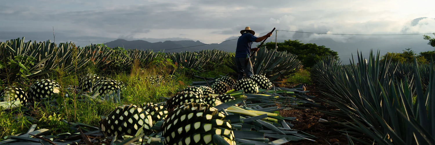 Tequila & Mezcal